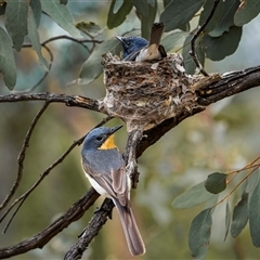 Myiagra rubecula (Leaden Flycatcher) at Ainslie, ACT - 10 Jan 2025 by trevsci