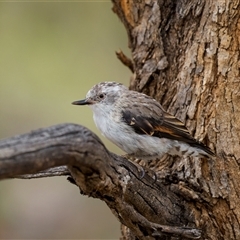 Daphoenositta chrysoptera (Varied Sittella) at Watson, ACT - 29 Jan 2025 by trevsci