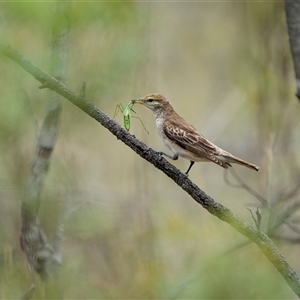 Lalage tricolor (White-winged Triller) at Watson, ACT by trevsci