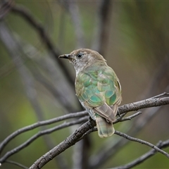 Chrysococcyx lucidus (Shining Bronze-Cuckoo) at Watson, ACT - 29 Jan 2025 by trevsci