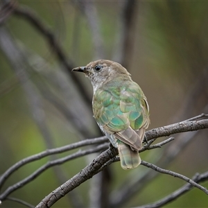 Chrysococcyx lucidus (Shining Bronze-Cuckoo) at Watson, ACT by trevsci