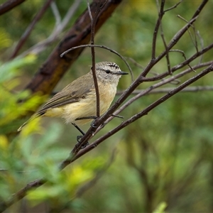 Acanthiza chrysorrhoa (Yellow-rumped Thornbill) at Watson, ACT by trevsci