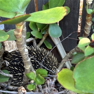 Tachyglossus aculeatus (Short-beaked Echidna) at Deakin, ACT by KimF