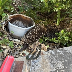 Tachyglossus aculeatus at Deakin, ACT - 29 Dec 2024 06:36 PM