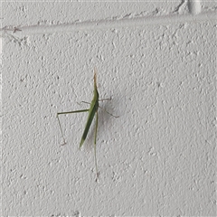 Acrida conica (Giant green slantface) at Greenway, ACT - 29 Jan 2025 by GirtsO