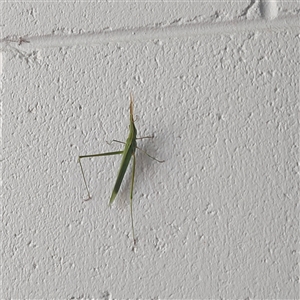 Acrida conica (Giant green slantface) at Greenway, ACT by GirtsO