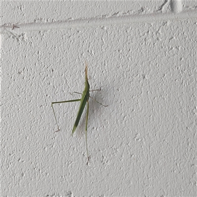 Acrida conica (Giant green slantface) at Greenway, ACT - 29 Jan 2025 by GirtsO