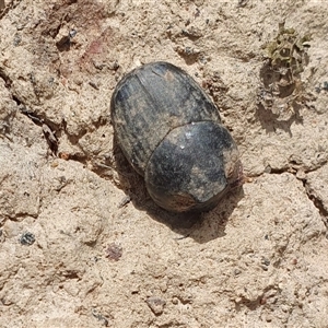 Onthophagus australis at Yass River, NSW by SenexRugosus