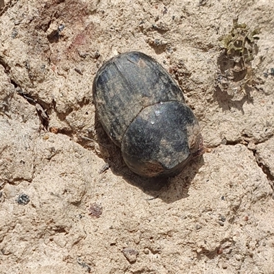 Onthophagus australis at Yass River, NSW - 29 Jan 2025 by SenexRugosus