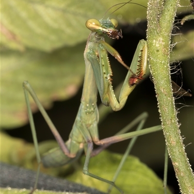 Pseudomantis albofimbriata (False garden mantis) at Melba, ACT - 27 Jan 2025 by kasiaaus