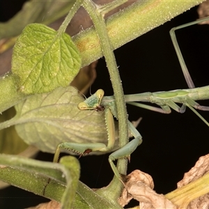 Pseudomantis albofimbriata at Melba, ACT - 27 Jan 2025 02:30 PM