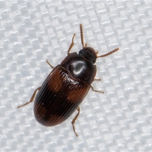 Ulomoides tetraspilotus (A darkling beetle) at Melba, ACT by kasiaaus