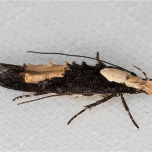 Trachydora pygaea at Melba, ACT - 27 Jan 2025 08:45 PM
