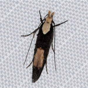 Trachydora pygaea at Melba, ACT - 27 Jan 2025 08:45 PM