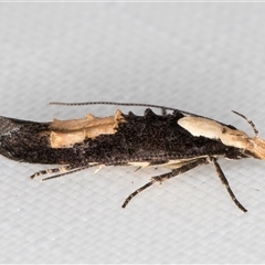 Trachydora pygaea at Melba, ACT - 27 Jan 2025 08:45 PM