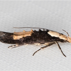 Trachydora pygaea at Melba, ACT - 27 Jan 2025 08:45 PM