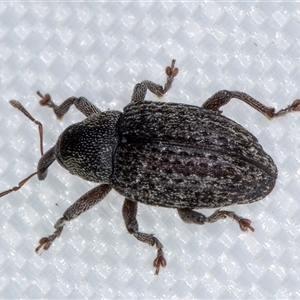 Melanterius maculatus (Acacia Seed Weevil) at Melba, ACT by kasiaaus