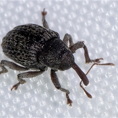 Melanterius maculatus at Melba, ACT - 27 Jan 2025 08:49 PM