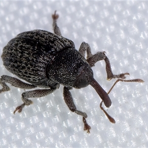 Melanterius maculatus at Melba, ACT - 27 Jan 2025 08:49 PM