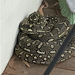 Morelia spilota at Dunbogan, NSW by LPW