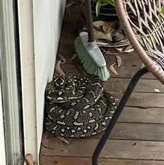 Morelia spilota at suppressed - suppressed