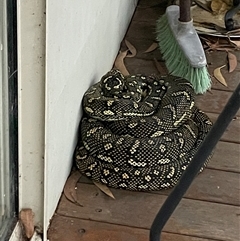 Morelia spilota at suppressed - suppressed