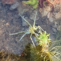 Dolomedes facetus (Crafty Fishing Spider) at Yass River, NSW - 29 Jan 2025 by SenexRugosus