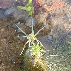 Dolomedes facetus at Yass River, NSW - 29 Jan 2025 06:32 PM