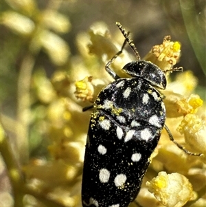 Mordella dumbrelli (Dumbrell's Pintail Beetle) at Cook, ACT by Jubeyjubes