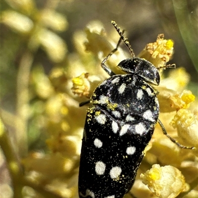 Mordella dumbrelli (Dumbrell's Pintail Beetle) at Cook, ACT - 29 Jan 2025 by Jubeyjubes