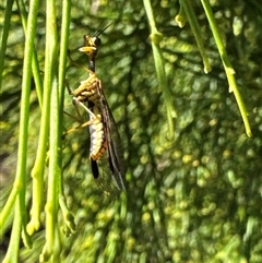 Mantispidae (family) (Unidentified mantisfly) at Cook, ACT - 29 Jan 2025 by Jubeyjubes