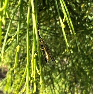 Mantispidae (family) at Cook, ACT - 29 Jan 2025 03:43 PM