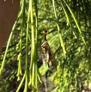 Mantispidae (family) at Cook, ACT - 29 Jan 2025 03:43 PM