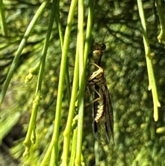 Mantispidae (family) at Cook, ACT - 29 Jan 2025 03:43 PM