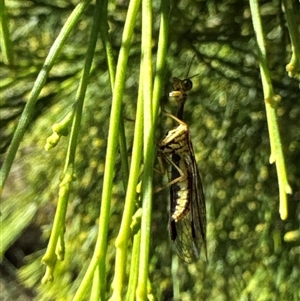 Mantispidae (family) at Cook, ACT - 29 Jan 2025 03:43 PM