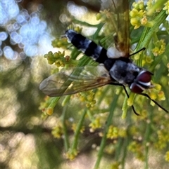 Dexiini (tribe) (A bristle fly) at Cook, ACT - 29 Jan 2025 by Jubeyjubes