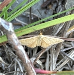 Scopula rubraria at Cook, ACT - 29 Jan 2025 by Jubeyjubes