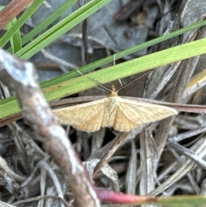 Scopula rubraria at Cook, ACT by Jubeyjubes