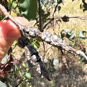 Eucalyptus insect gall at Cook, ACT by Jubeyjubes