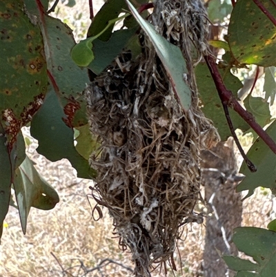 Unidentified Bird at Cook, ACT - 29 Jan 2025 by Jubeyjubes