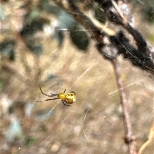 Theridiidae (family) at Cook, ACT by Jubeyjubes