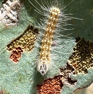 Uraba lugens (Gumleaf Skeletonizer) at Cook, ACT by Jubeyjubes