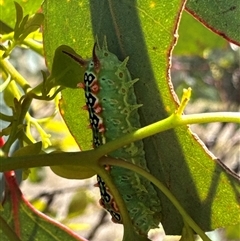 Doratifera quadriguttata (Four-spotted Cup Moth) at Cook, ACT - 29 Jan 2025 by Jubeyjubes