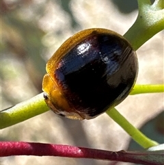 Paropsisterna cloelia (Eucalyptus variegated beetle) at Cook, ACT - 29 Jan 2025 by Jubeyjubes