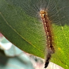 Uraba lugens (Gumleaf Skeletonizer) at Cook, ACT - 29 Jan 2025 by Jubeyjubes