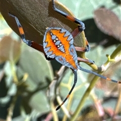 Amorbus rubiginosus (A Eucalyptus Tip Bug) at Cook, ACT - 29 Jan 2025 by Jubeyjubes