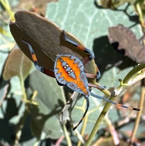 Amorbus rubiginosus at Cook, ACT - 29 Jan 2025 03:05 PM