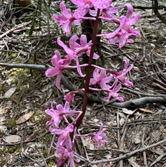 Dipodium roseum (Rosy Hyacinth Orchid) at Yanakie, VIC - 24 Jan 2025 by Louisab