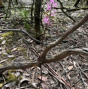 Dipodium roseum at Yanakie, VIC - suppressed