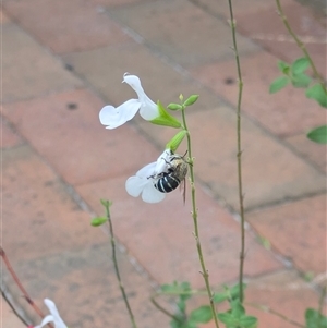 Amegilla (Zonamegilla) cingulata at Ferntree Gully, VIC by kkatie